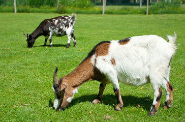 Naklejka na ściany i meble small baby goat, goatling on green grass