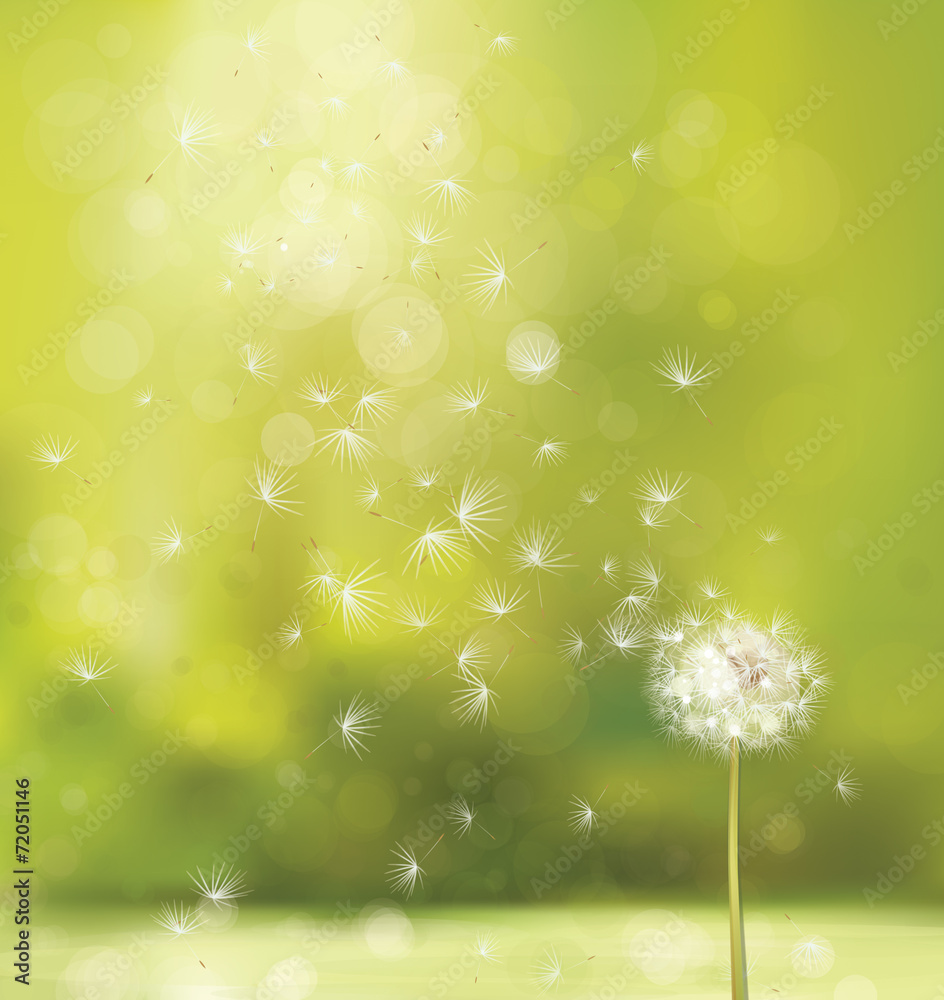 Wall mural vector spring background with white dandelion.