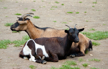 small baby goat, goatling on green grass