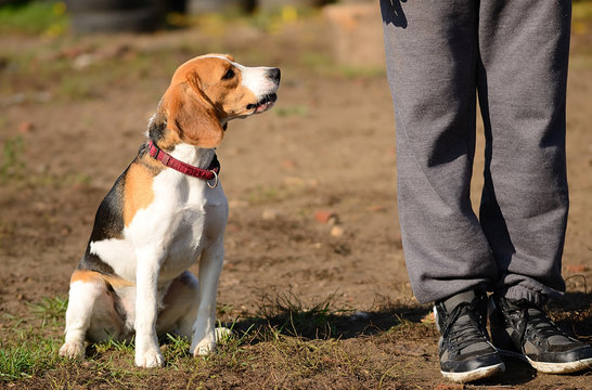 Photo of a Beagle dog with owner
