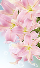 Obraz na płótnie Canvas Lily.Flower card