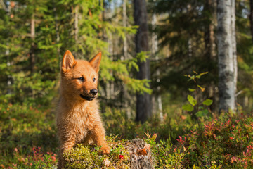 Finnish Spitz puppy