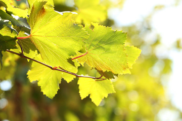 Grape leaves and sun beams