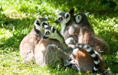 group of relaxing lemus on grass