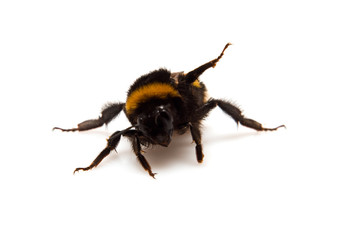 threatening bumble-bee