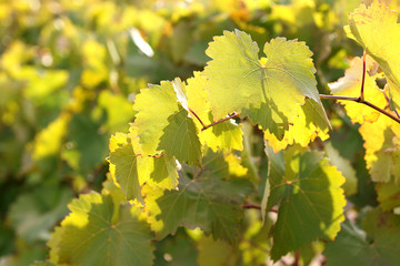 Grape leaves, close-up