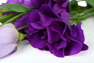 Beautiful violet eustoma close up