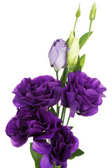 Beautiful violet eustoma isolated on white
