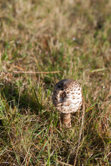 White wild mushroom in the grass
