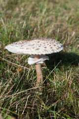 White wild mushroom in the grass