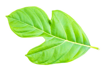 Obraz premium Jackfruit leaf isolated on white background