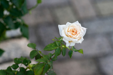 バラ'フレンチ・レース'