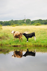 Cows grazing. Water reflection.