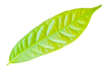 Fototapeta na wymiar Leaf of plant isolated on white background