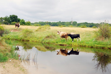 Cows grazing. Water reflection.
