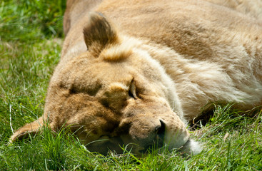 lying sleeping lion on green grass