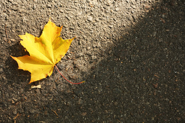 Beautiful autumn leaf on road