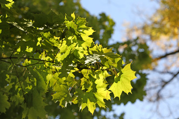 Beautiful tree leaves