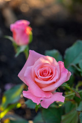 バラ'チェリッシュ'