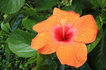 orange hibiscus