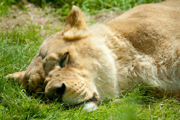 lying sleeping lion on green grass