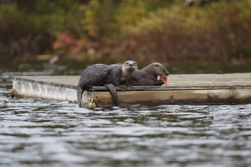 North American River Otters on a Dock