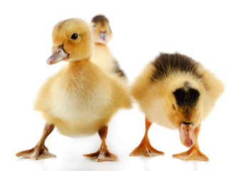 Fototapeta premium Little cute ducklings isolated on white