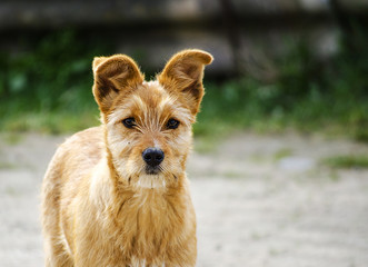 redhead doggie