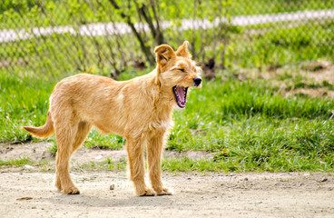 redhead doggie