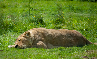 lying sleeping lion on green grass