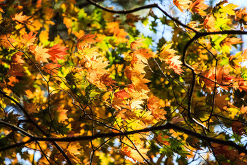 홍천 은행나무 숲