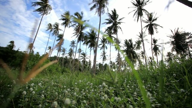 palm trees garden against blue sky background on Koh Samui.