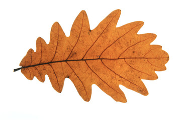 Fototapeta premium Quercus frainetto Ungarische Eiche