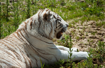 white tiger on green grass