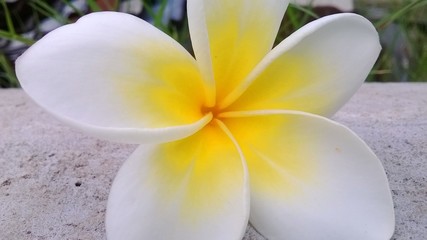 Fototapeta na wymiar yellow Flower