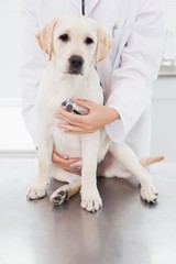 Veterinarian examining a cute dog with a stethoscope