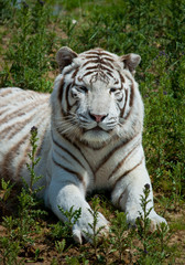 Fototapeta na wymiar white tiger on green grass