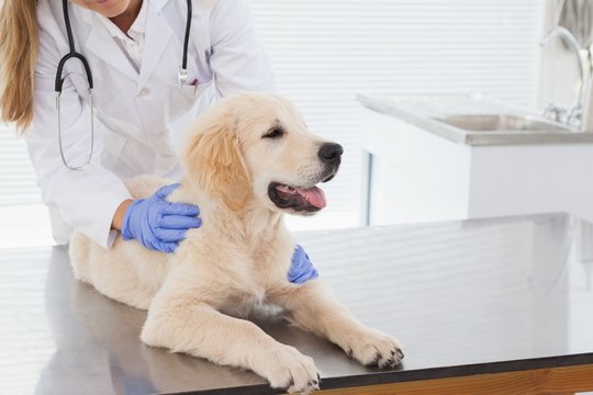 Vet giving a dog a check up