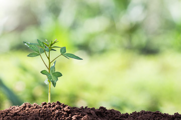 small plant and light in morning