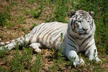 white tiger on green grass
