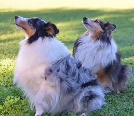 CHIENS BERGERS DES SHETLANDS