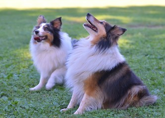 CHIENS BERGERS DES SHETLANDS