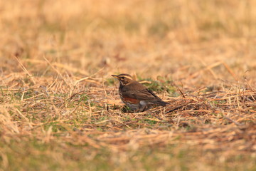 Obraz premium Redwing Thrush (Turdus iliacus) in Japan