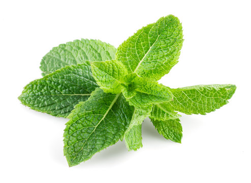 Mint isolated on white background