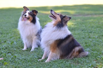 CHIENS BERGERS DES SHETLANDS