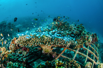 Biorocks in Gili, Lombok, Nusa Tenggara Barat underwater