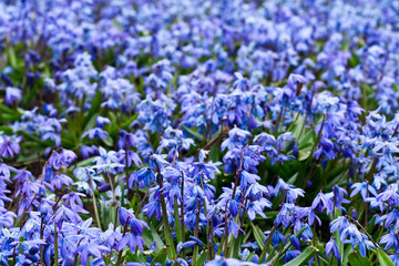 Fototapeta premium glade of snowdrop
