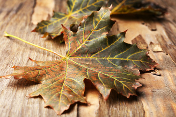 Beautiful autumn leaves on wooden background