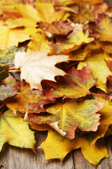 Naklejka na ściany i meble Beautiful autumn leaves background