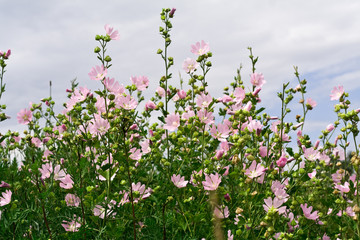 Obraz na płótnie Canvas bushes of the rose field flowers